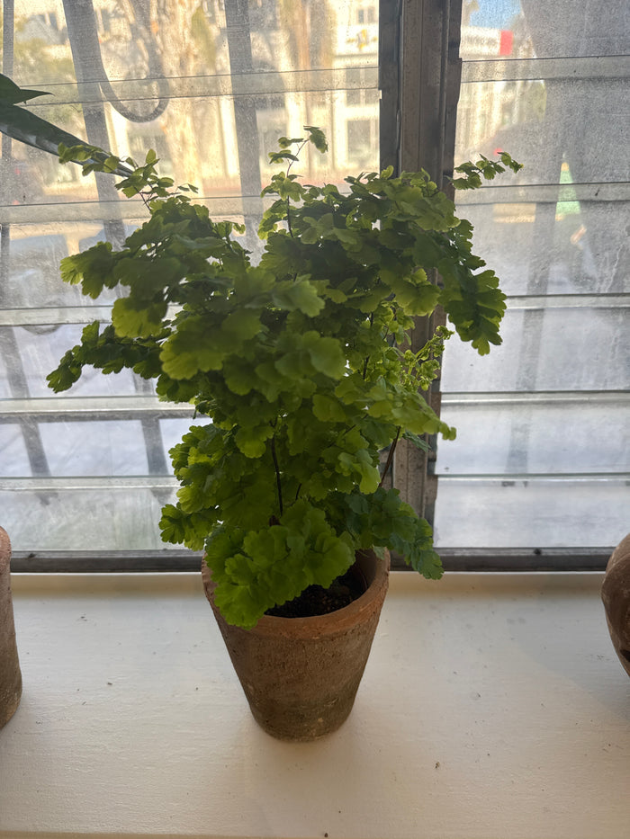 Maidenhair fern in vintage terracotta