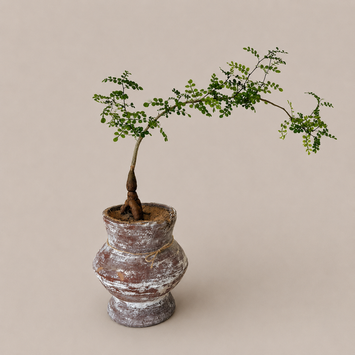 Petite Indian Ceramic Vase + Operculicarya decaryi