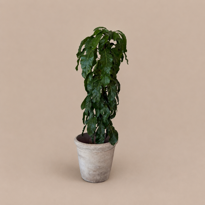 Schefflera Alpine 10"