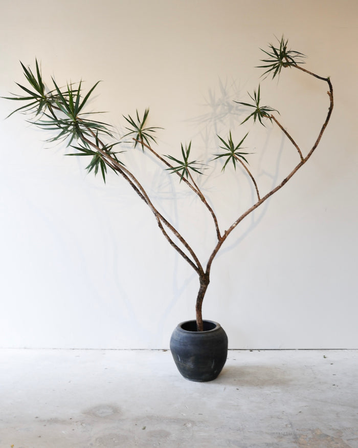 Dracaena Marginata