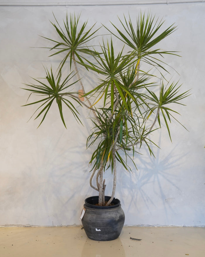 Dracaena Marginata Freestyle