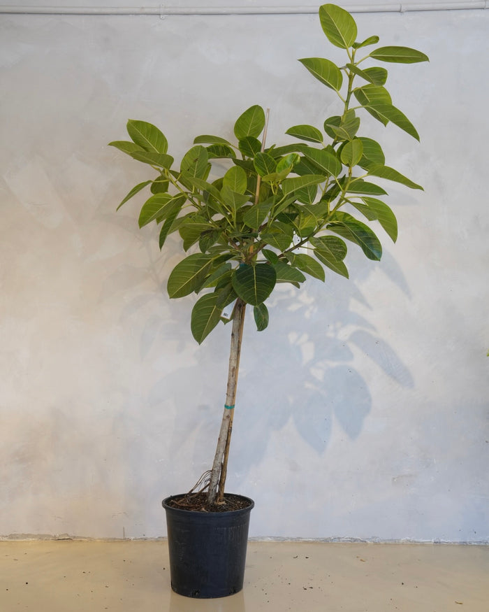 Ficus Altissima, lofty fig