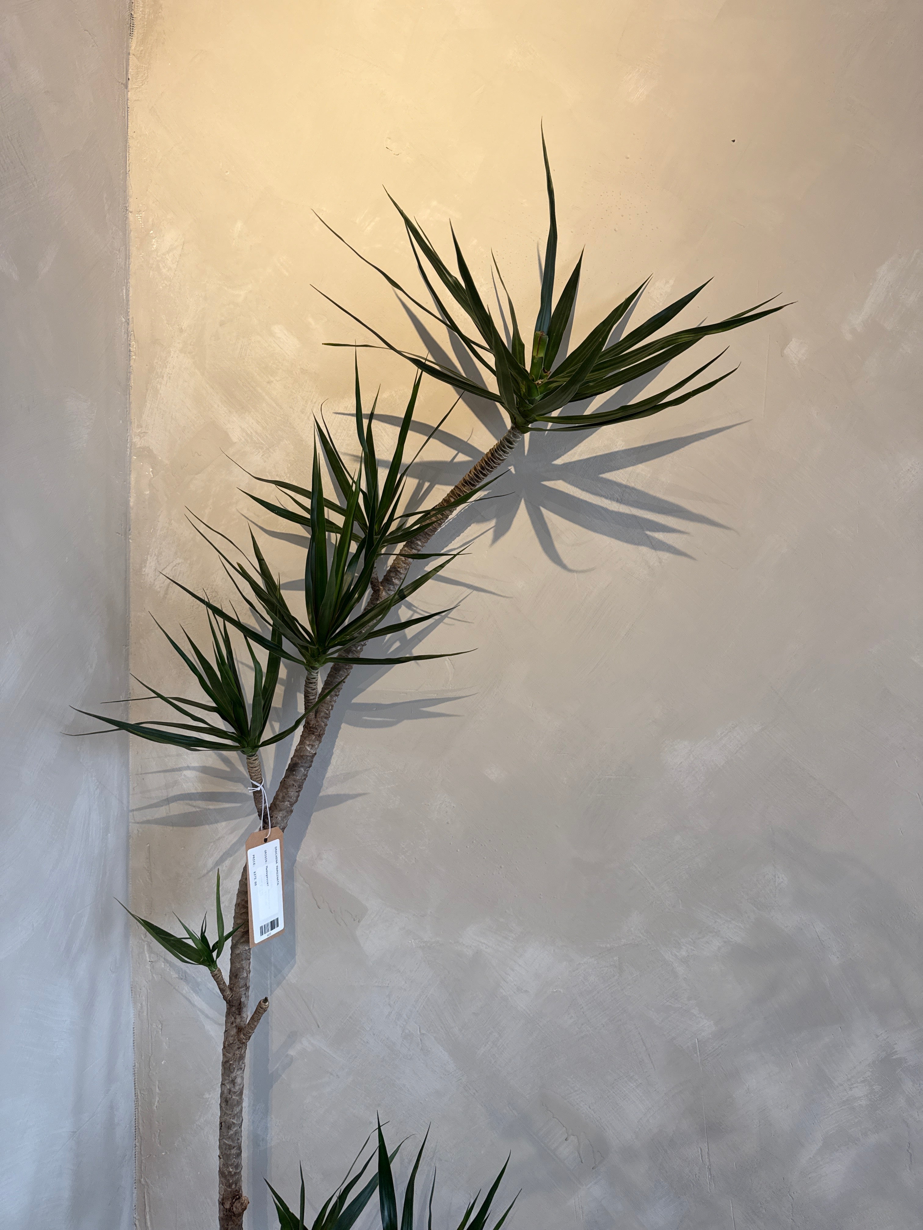 Dracaena Marginata
