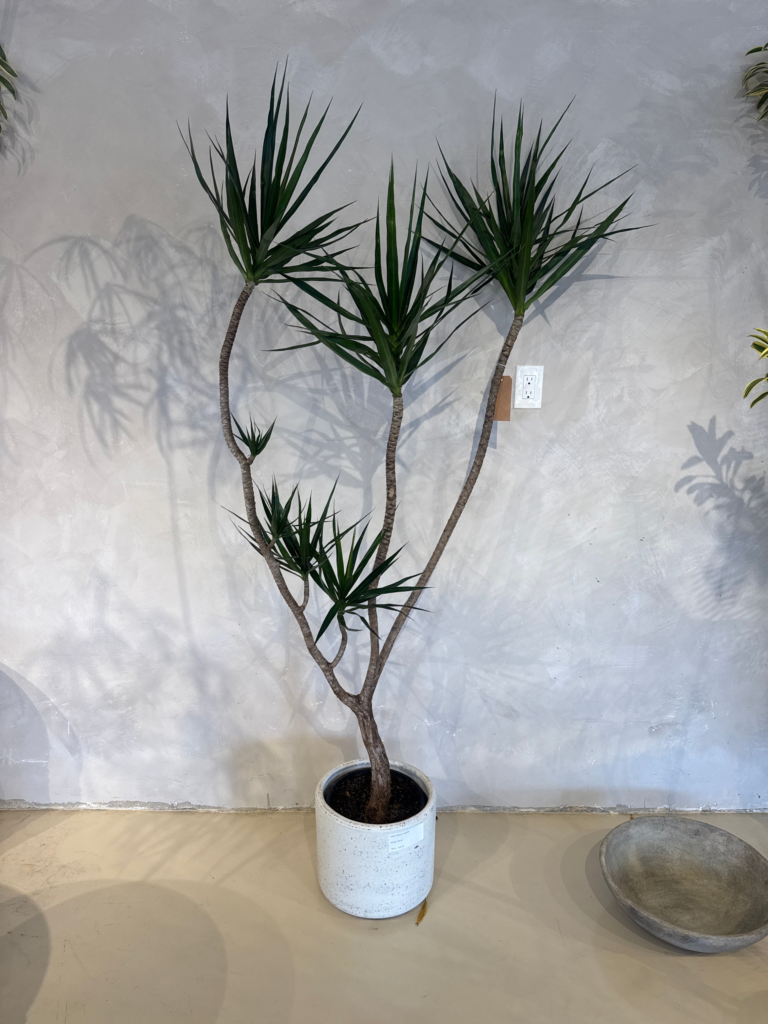Dracaena Marginata
