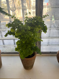 Maidenhair fern in vintage terracotta