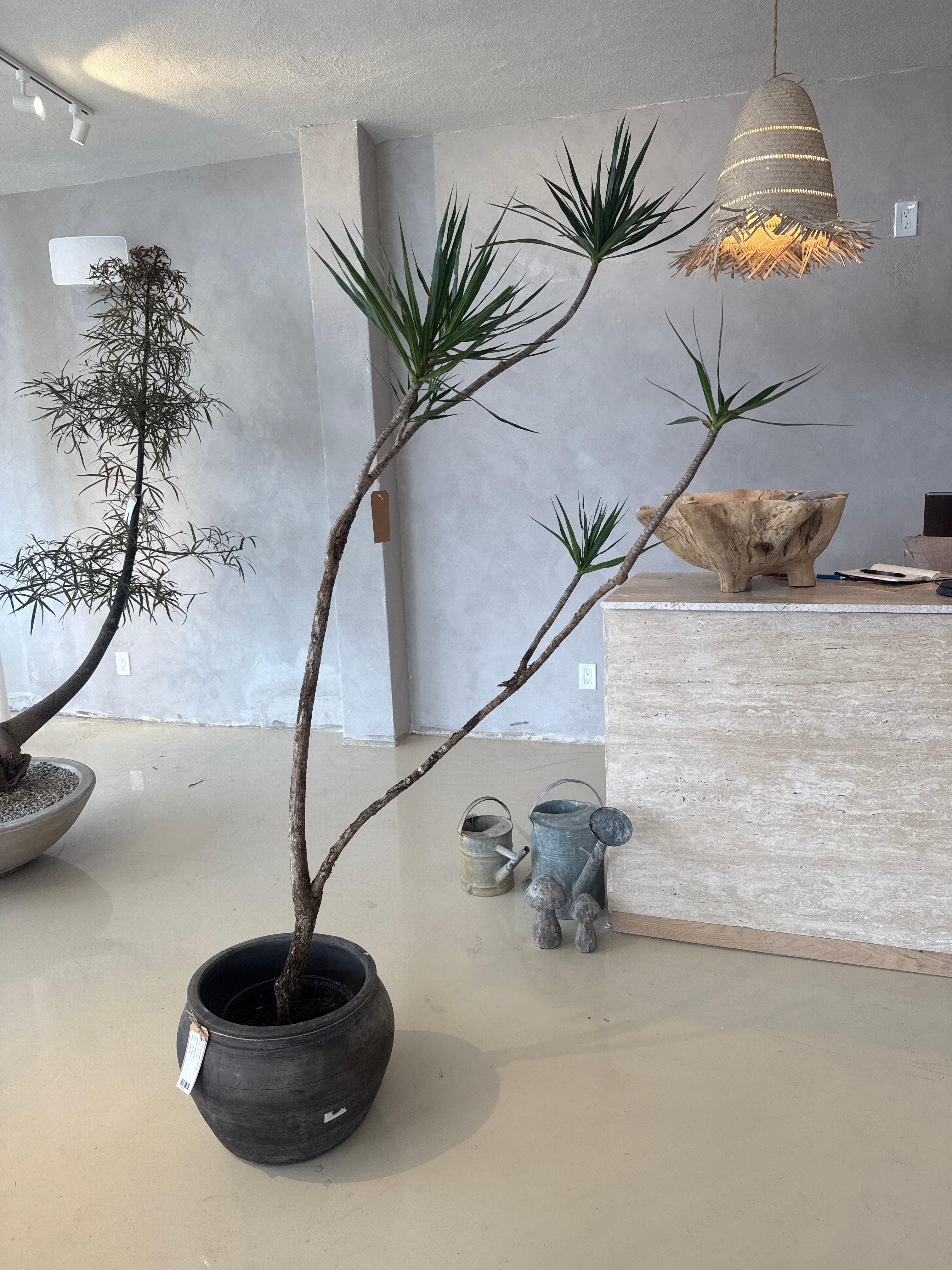 Dracaena Marginata