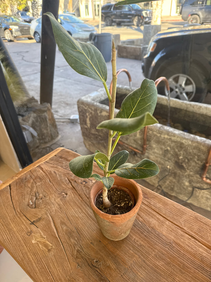 Ficus Audrey in vintage terracotta