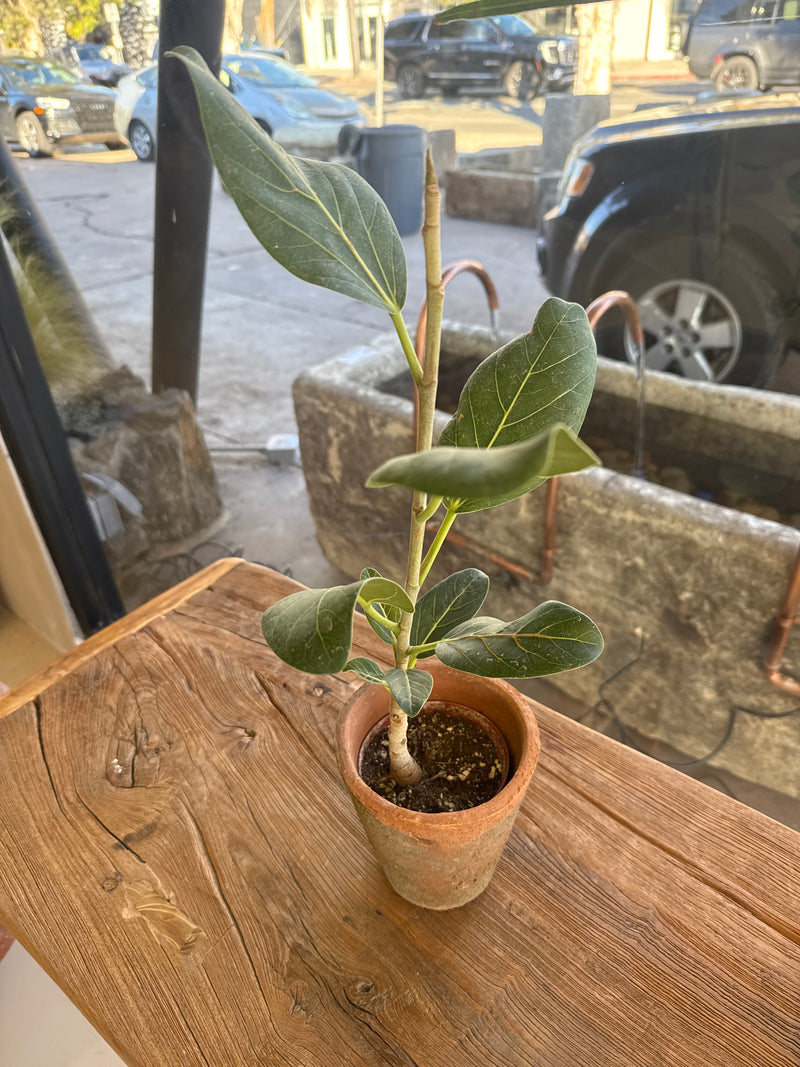 Ficus Audrey in vintage terracotta
