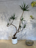 Dracaena Marginata