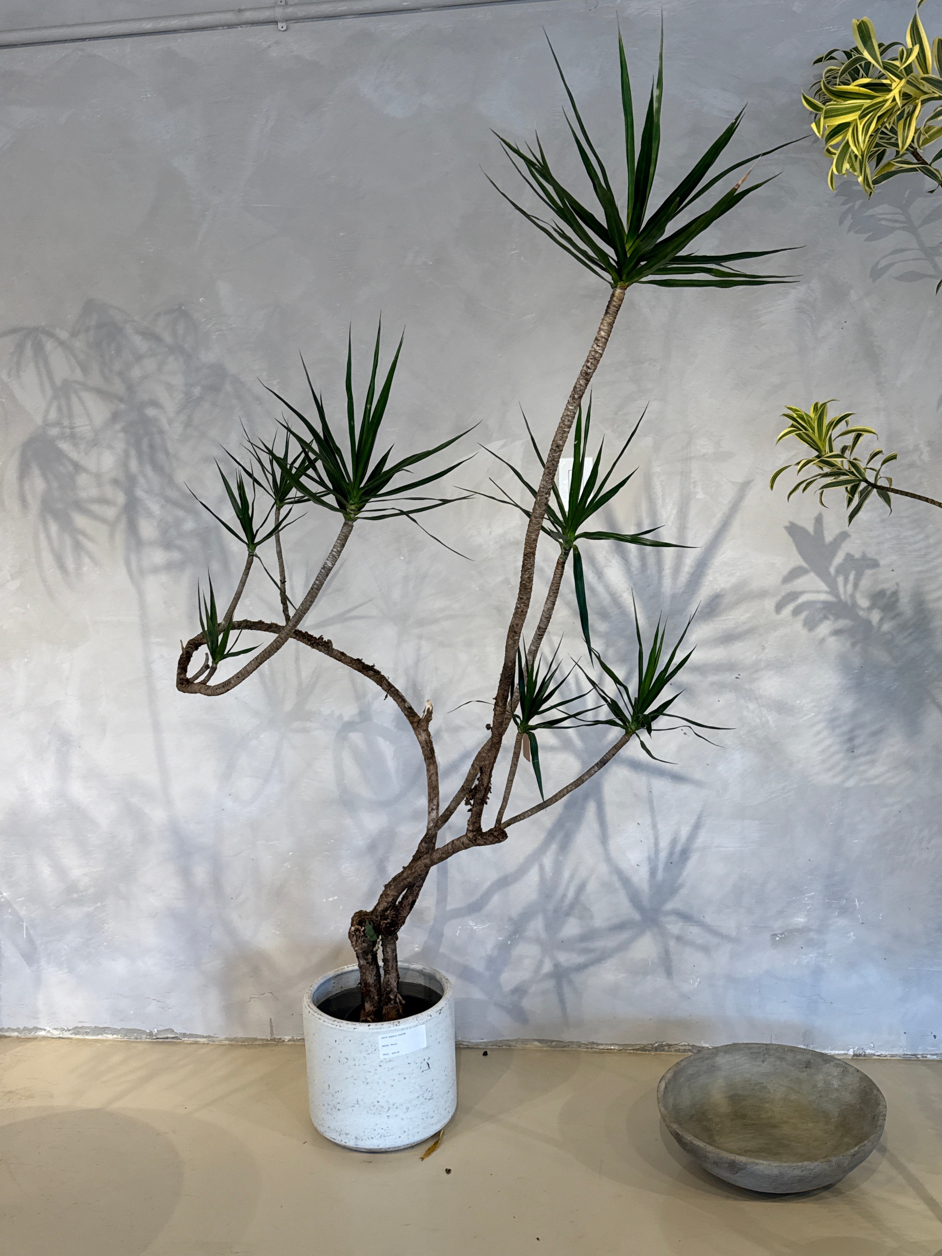 Dracaena Marginata