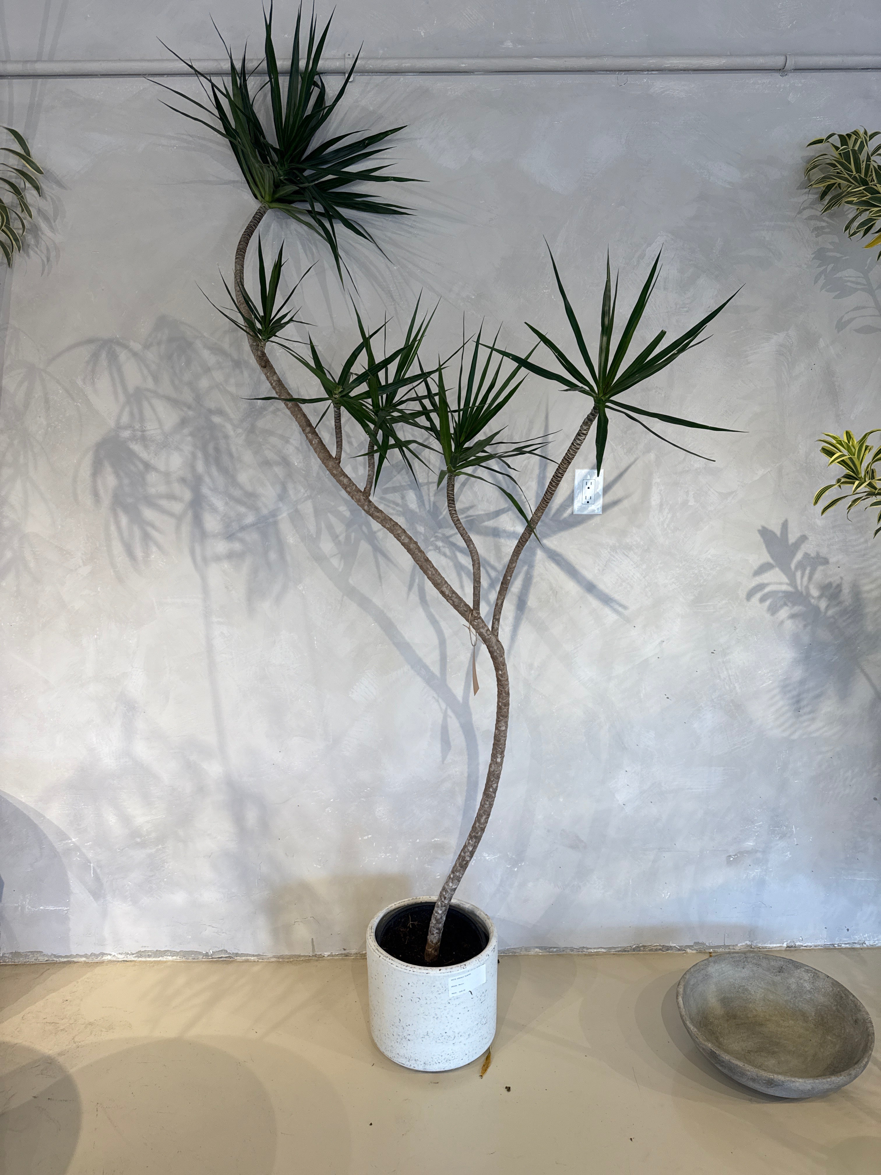 Dracaena Marginata