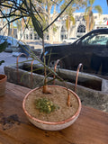 Brachychiton rupestris