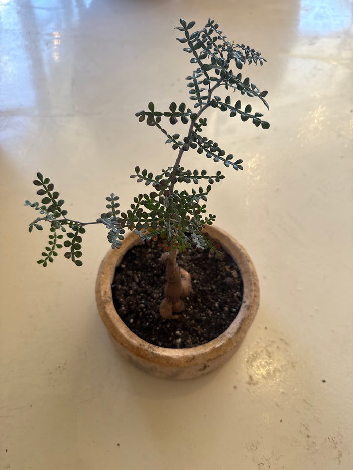 Operculicarya Decaryi in Sandstone Vessel