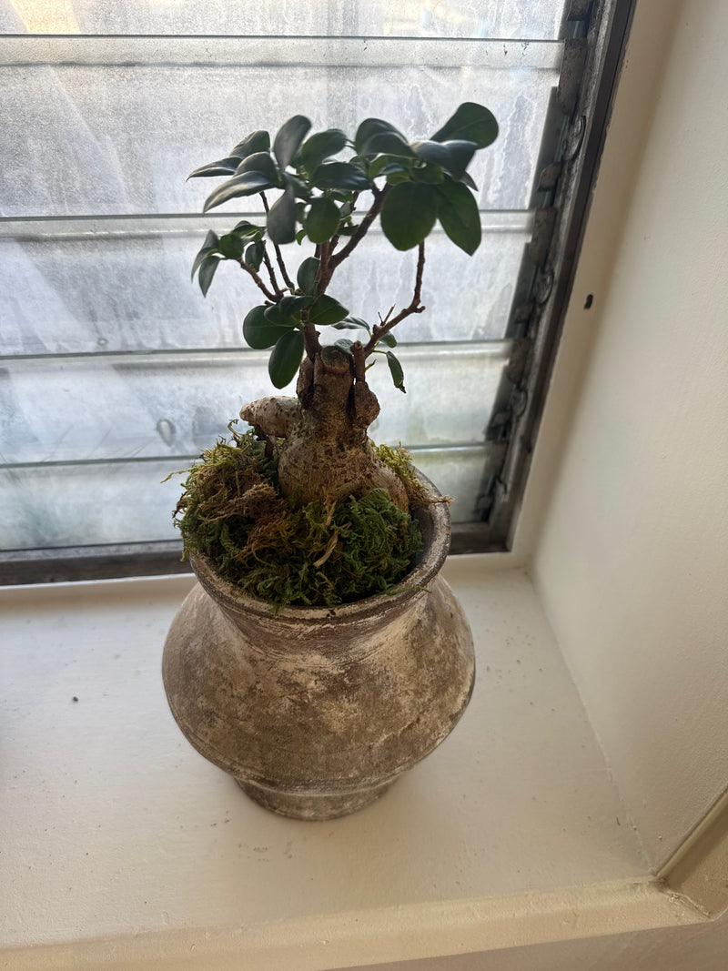 Petite Indian Ceramic Vase + Ficus microcarpa 'Ginseng'