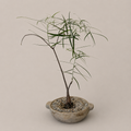 Queensland Bottle Tree in Stone