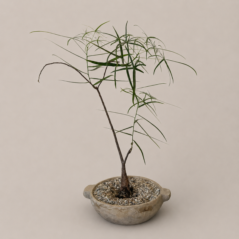 Queensland Bottle Tree in Stone