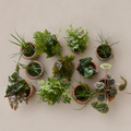 Micro terracotta plant
