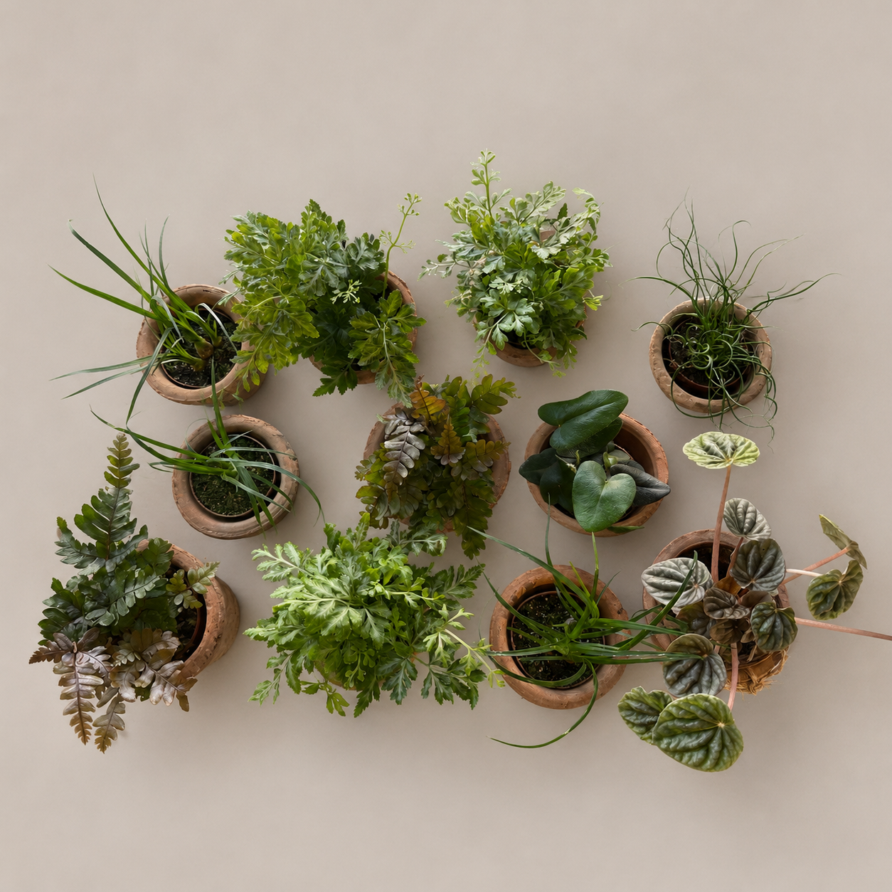 Micro terracotta plant