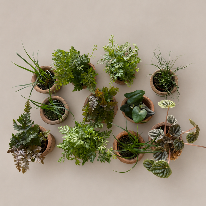 Micro terracotta plant