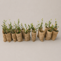 Petite olive tree