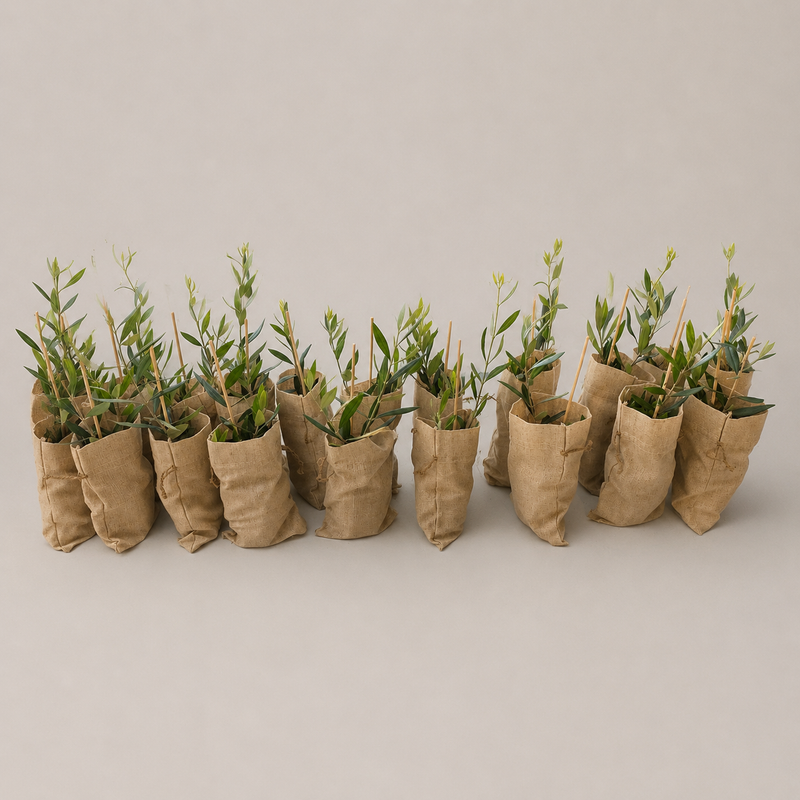 Petite olive tree