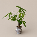 Petite Indian Ceramic Vase + Money Tree