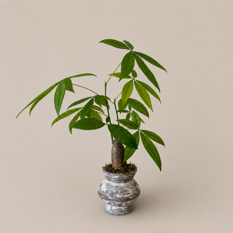Petite Indian Ceramic Vase + Money Tree
