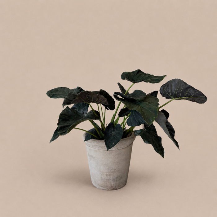 Alocasia Regal Shields 10"