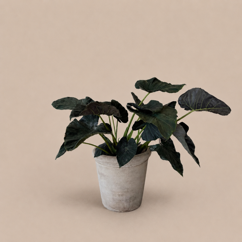 Alocasia Regal Shields 10"