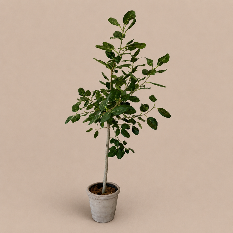 Audrey Ficus 17"