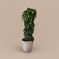Schefflera Alpine 10"