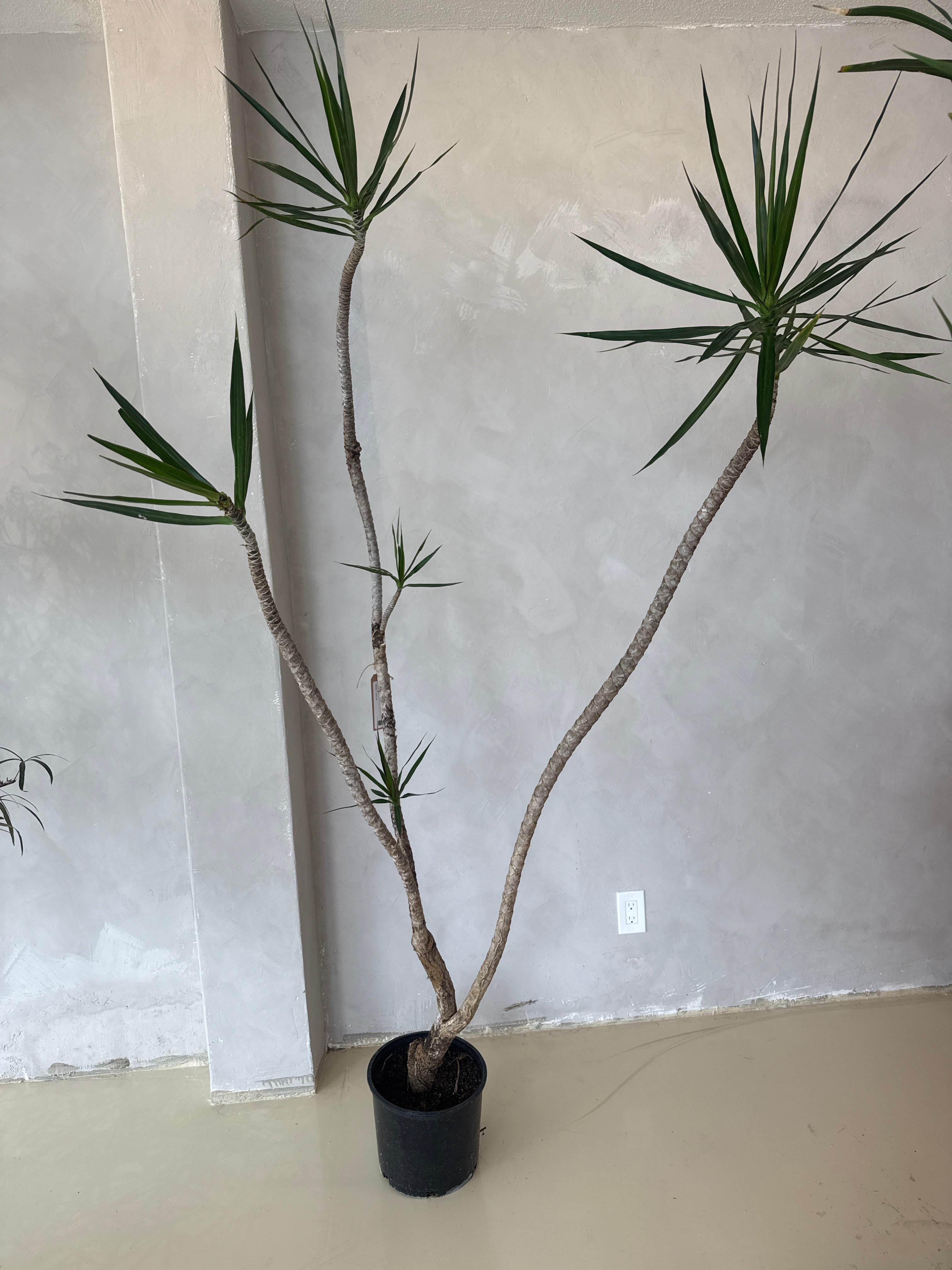 Dracaena Marginata