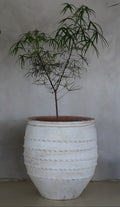 Queensland Bottle Tree 16"