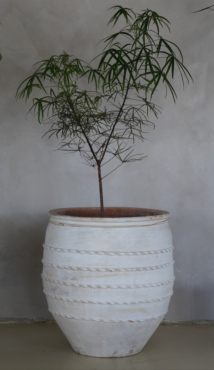 Queensland Bottle Tree 16"