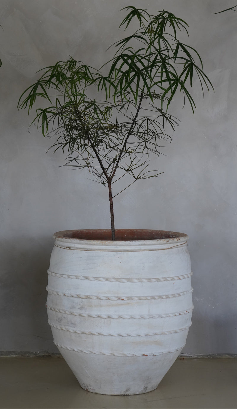 Queensland Bottle Tree 16"