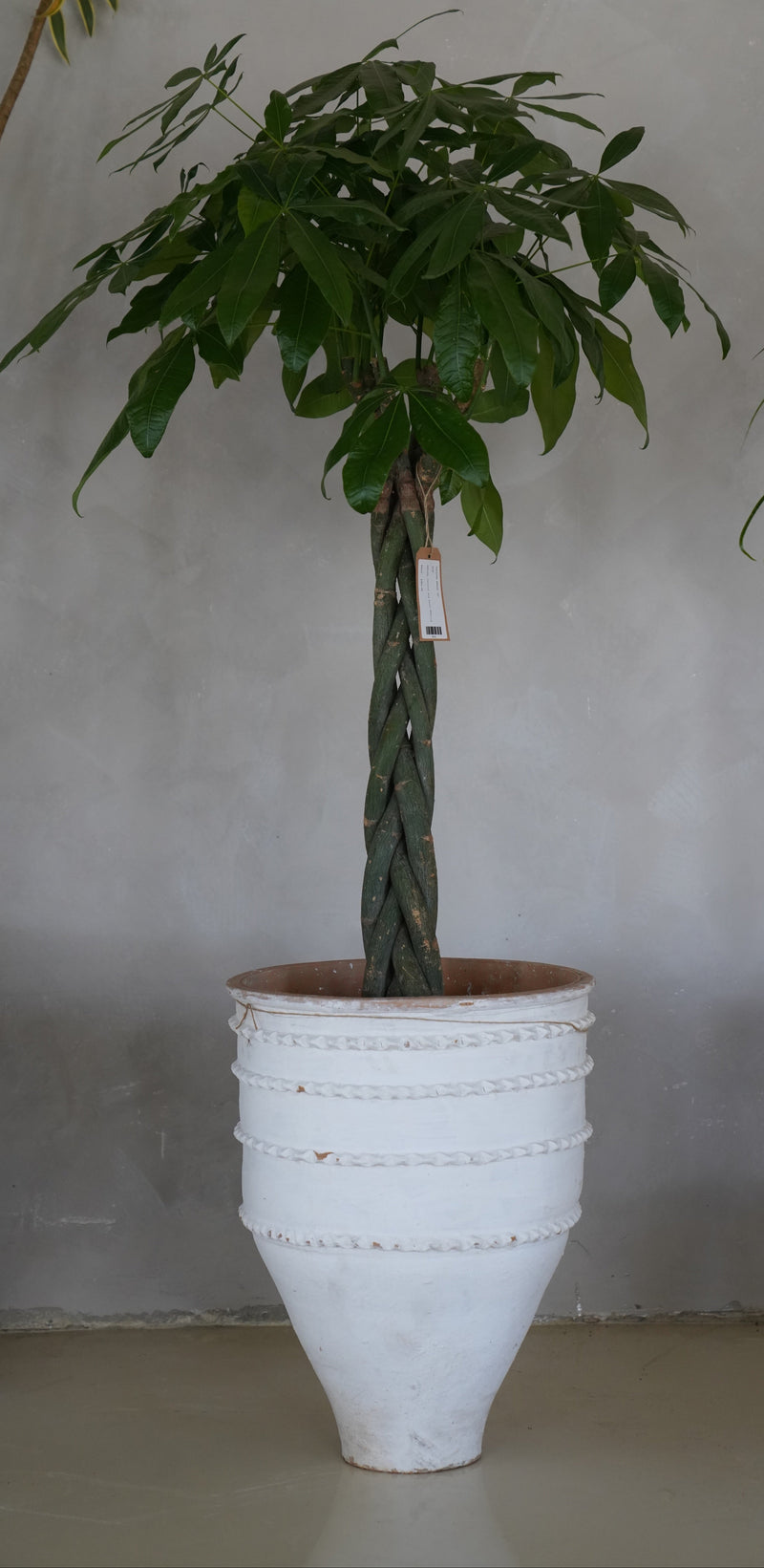Pachira Braid 14"