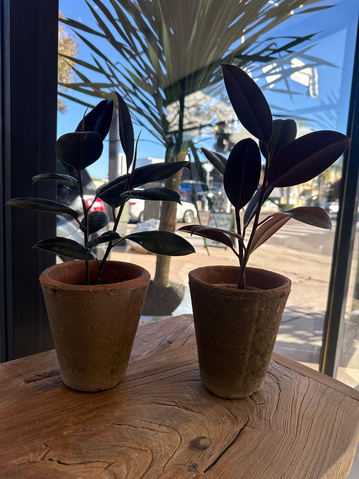 rubber plant in vintage terracotta