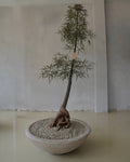 Queensland bottle tree in clay planter I