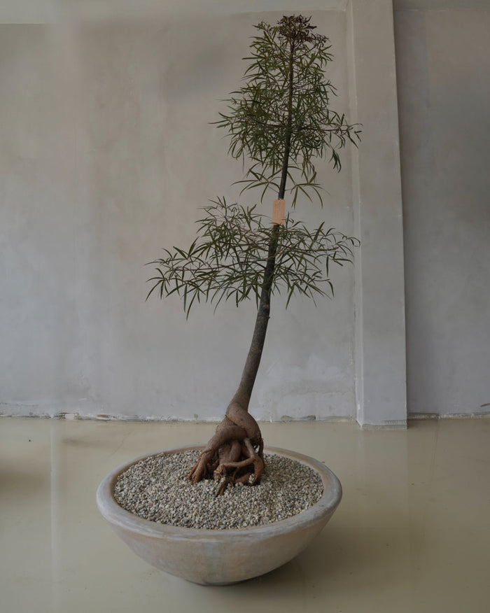 Queensland bottle tree in clay planter I
