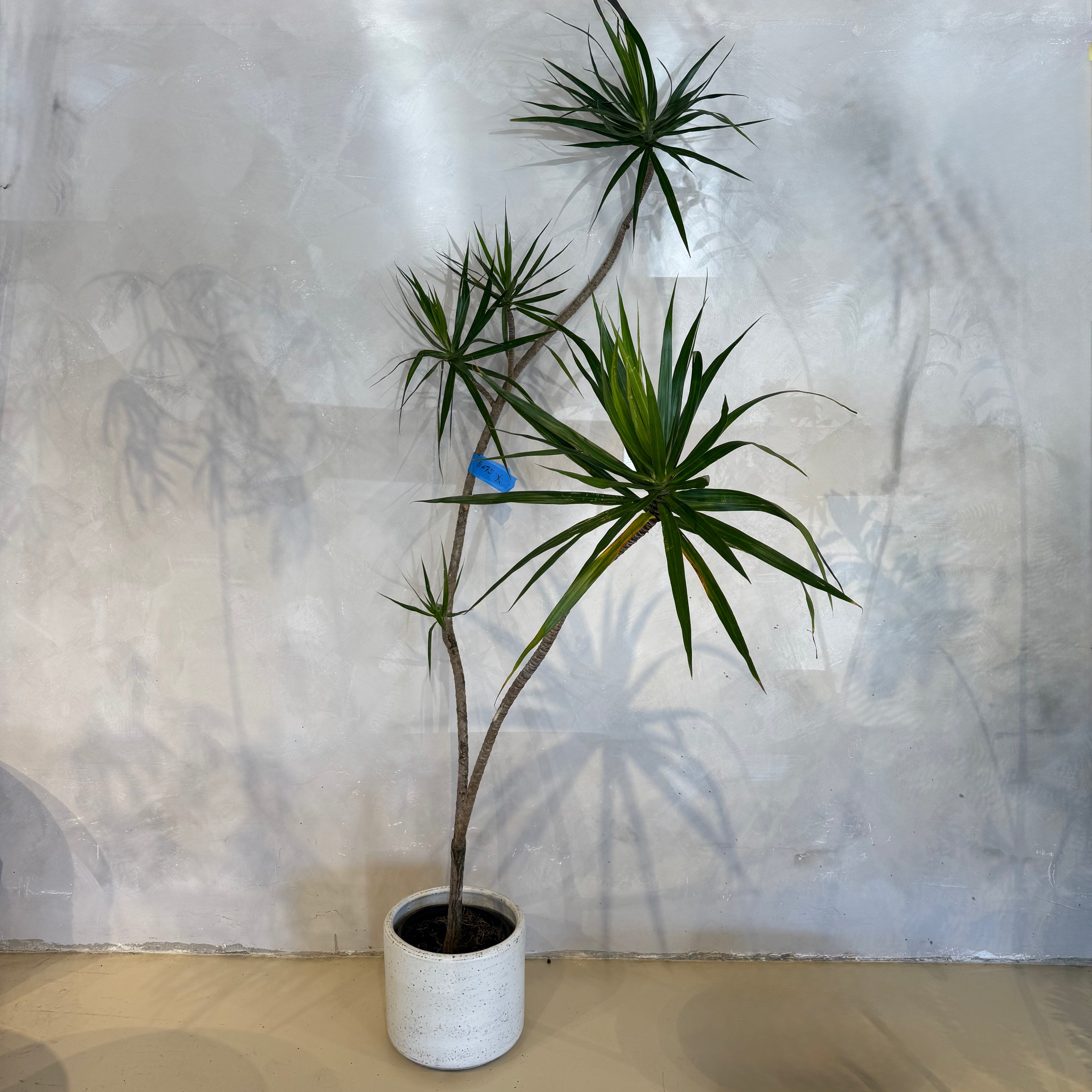 Dracaena Marginata