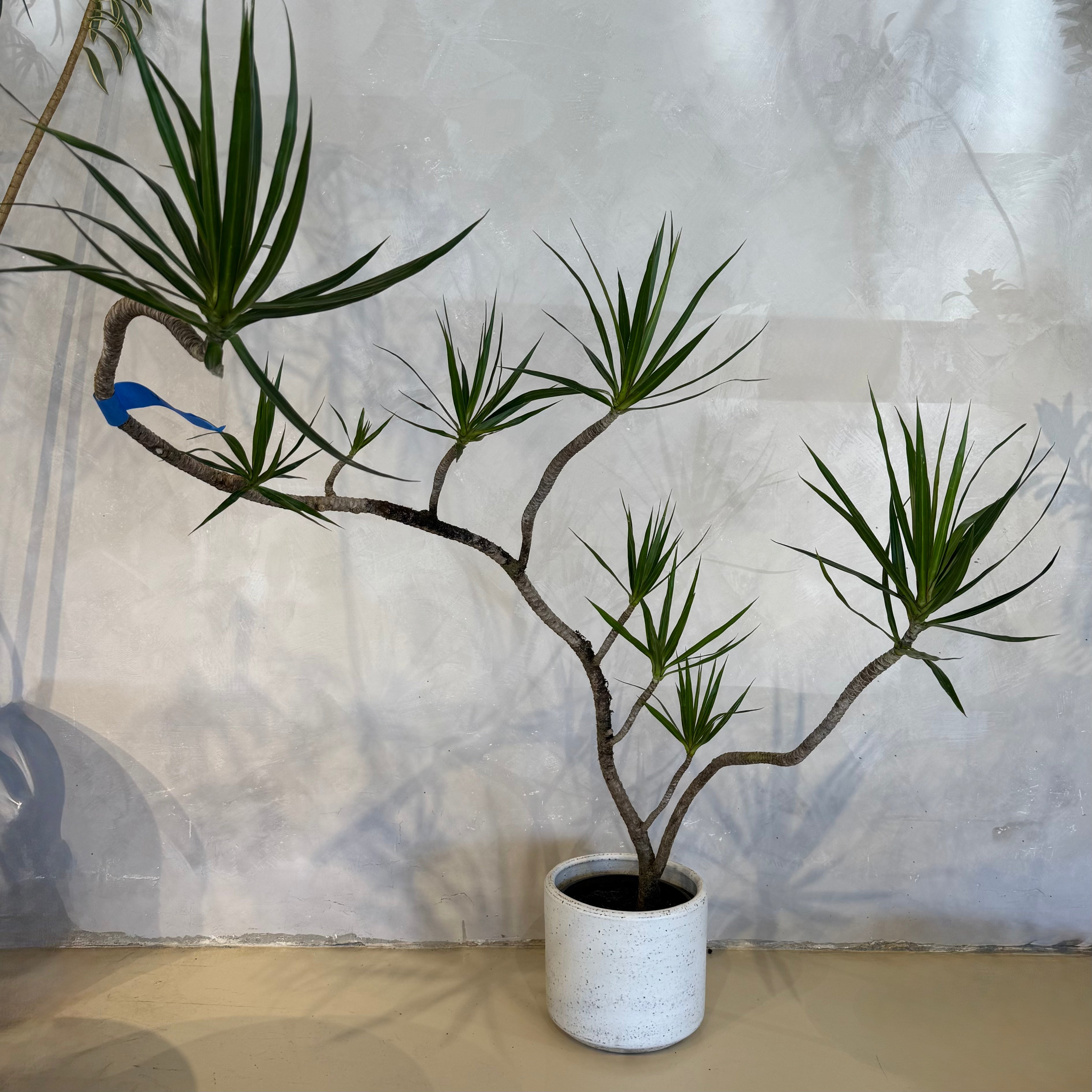 Dracaena Marginata