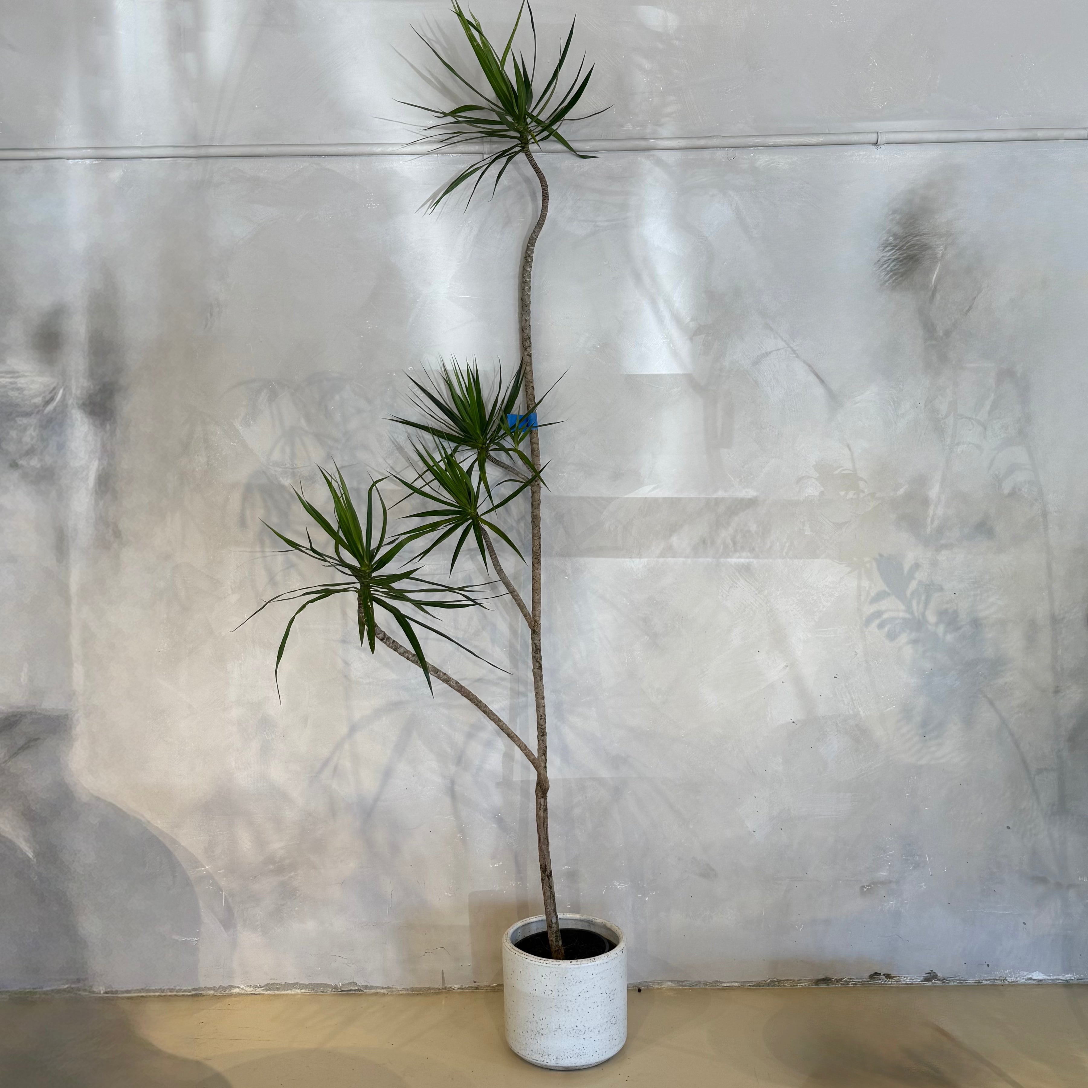 Dracaena Marginata