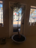 Queensland bottle tree in clay planter III