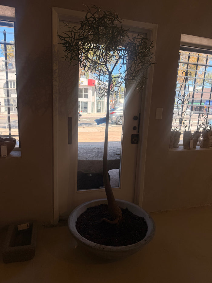 Queensland bottle tree in clay planter III
