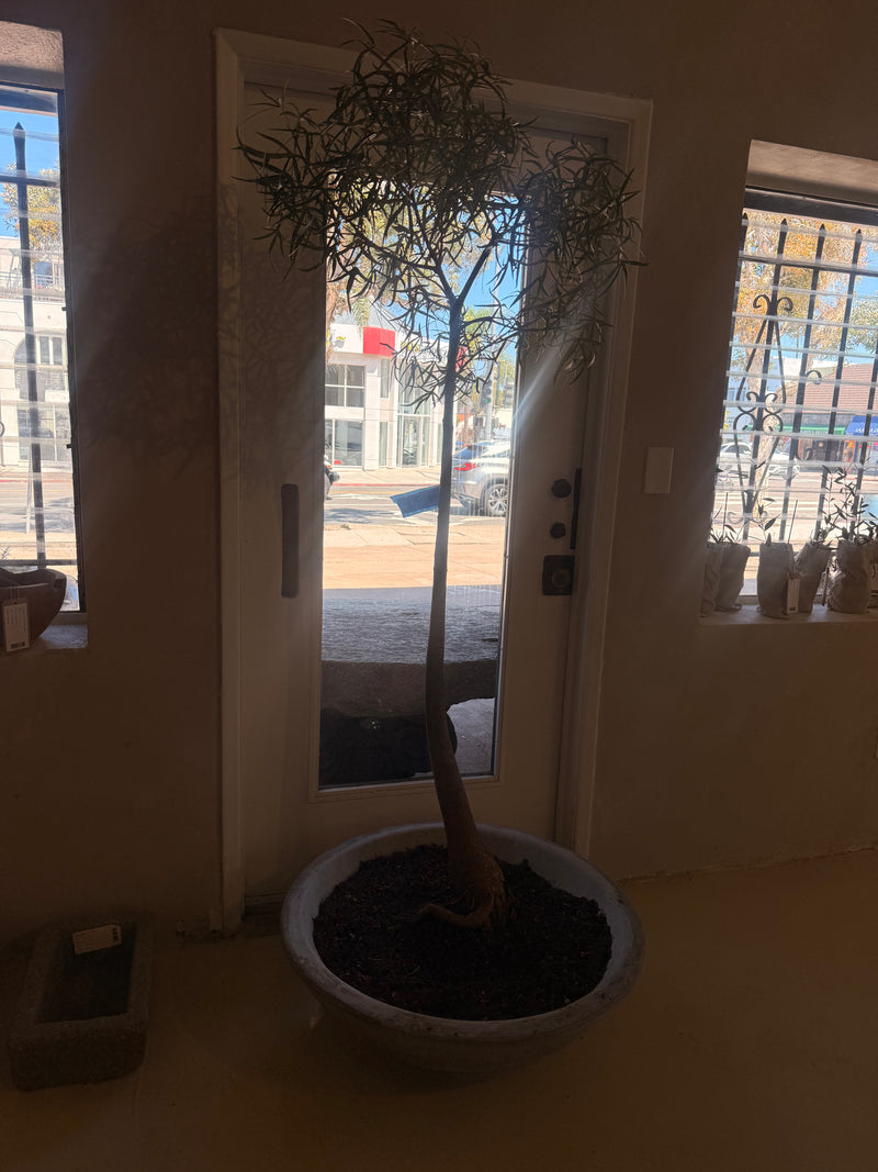 Queensland bottle tree in clay planter III