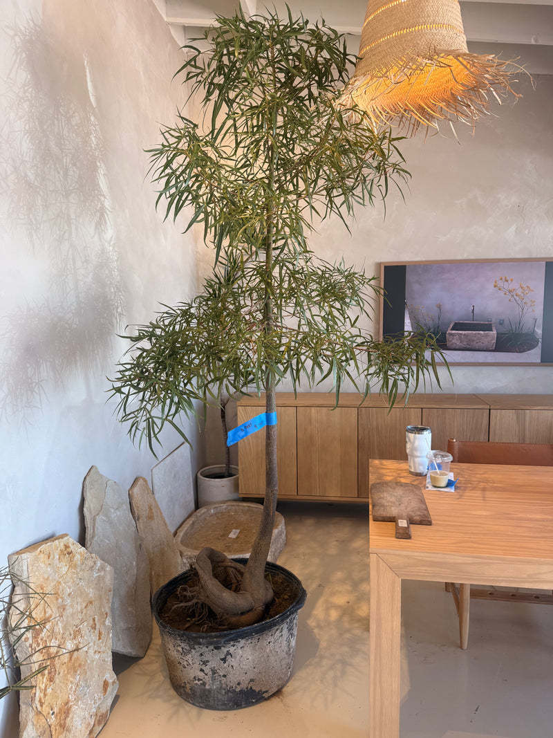 Queensland bottle tree V