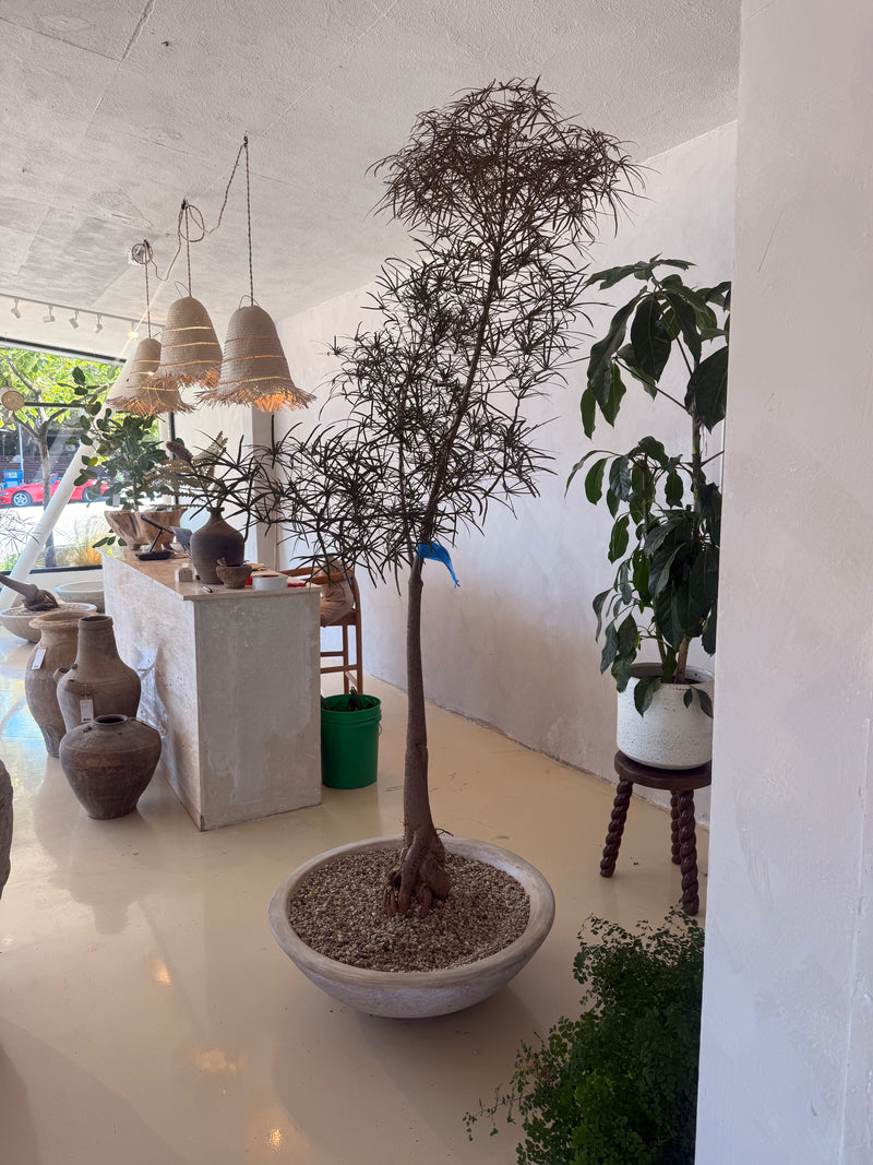 Queensland bottle tree in clay planter IV