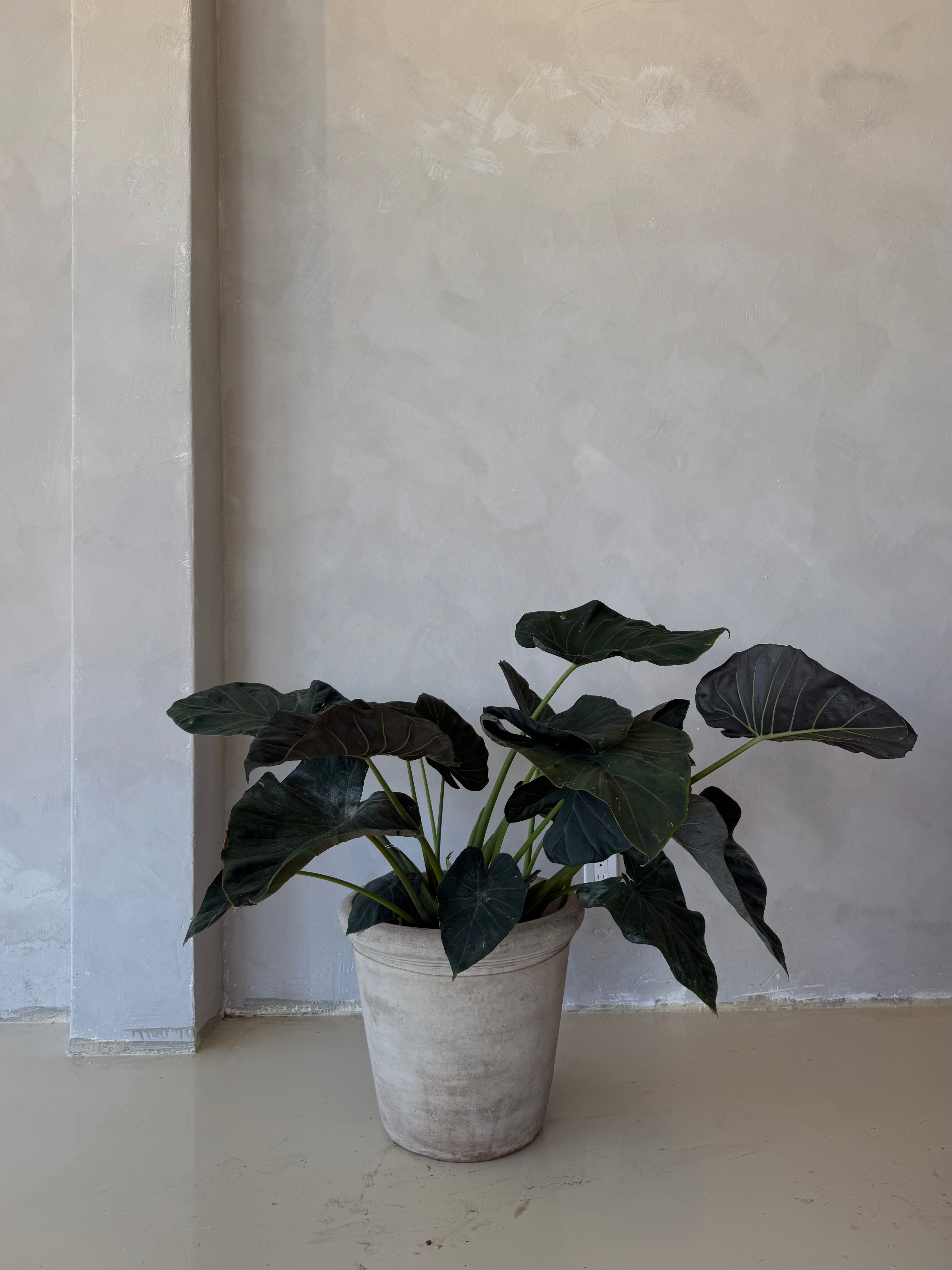 Alocasia Regal Shields 10"