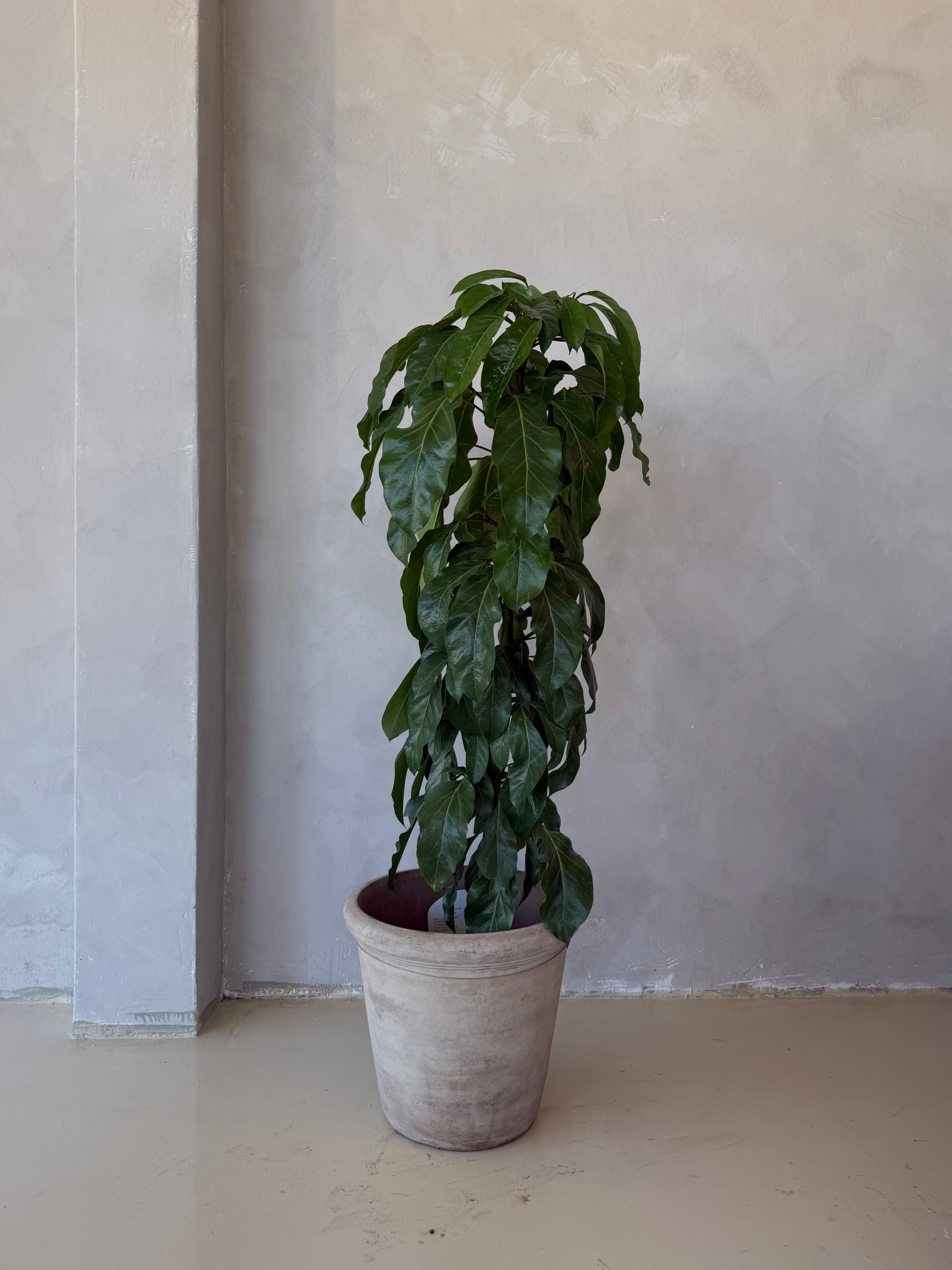 Schefflera Alpine 10"