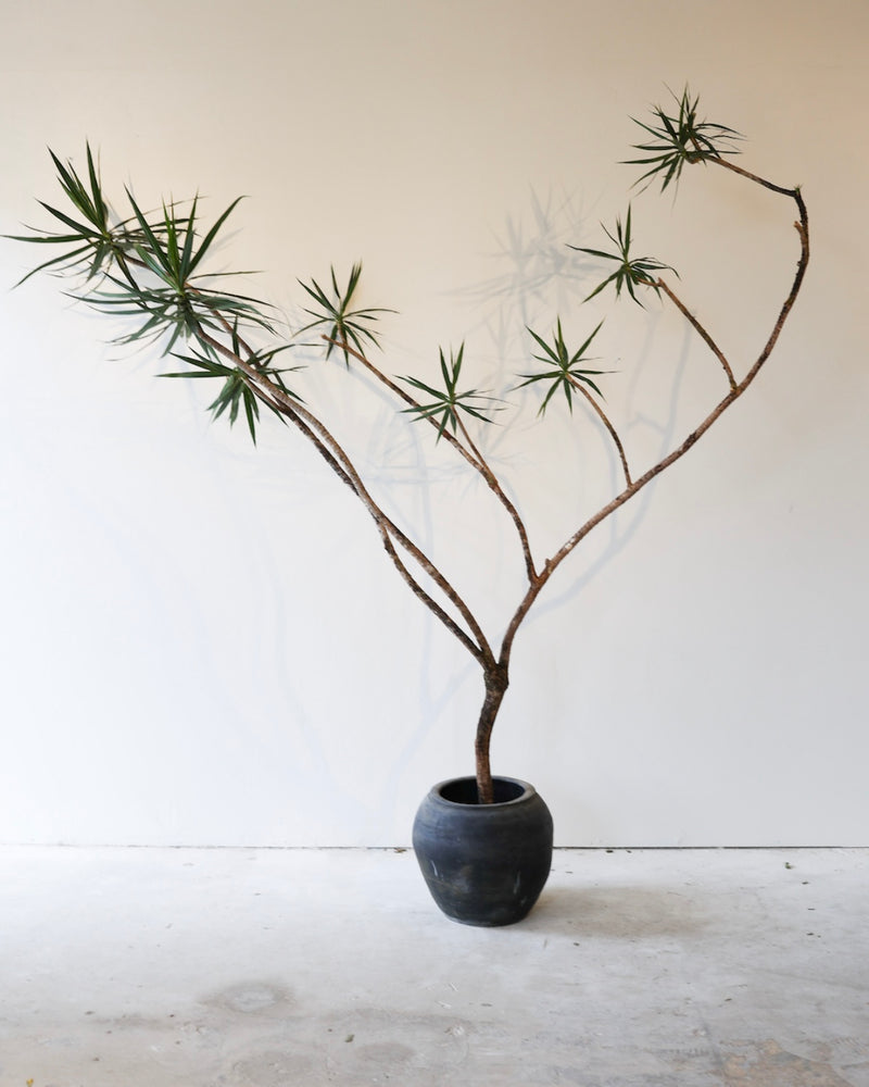 Dracaena Marginata